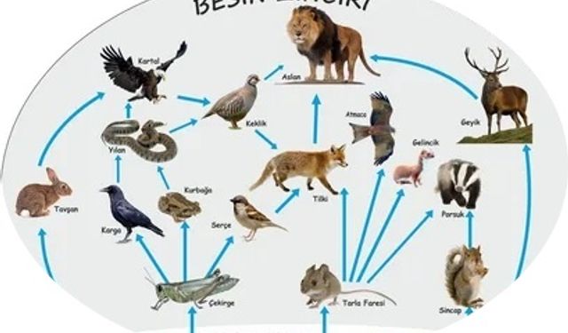 Doğanın Görünmez Dengesi: Besin Zinciri
