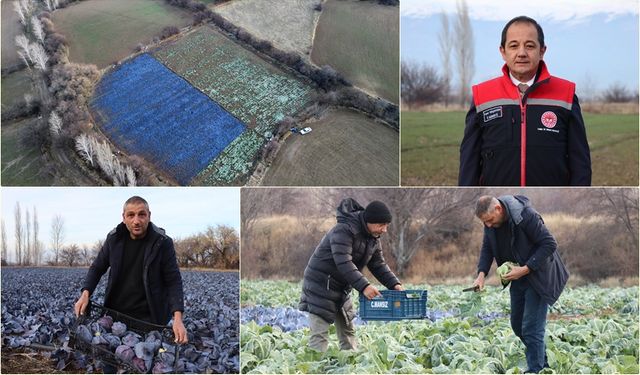 Doğu Anadolu’da Kışa Meydan Okuyan Tarla (VİDEO)