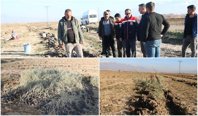 Hayvancılığa Destek, Toprağa Koruma: Erzincan'da Tuz Çalısı Projesi