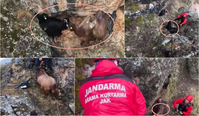 Kayalıkların Zirvesinde Nefes Kesen Kurtarma! Erzincan’da 10 Keçi Böyle Kurtarıldı (VİDEO)