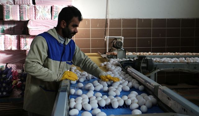 Erzincan'da 13 Milyonluk Yatırımla Yumurtada Teknoloji Dönemi Başladı