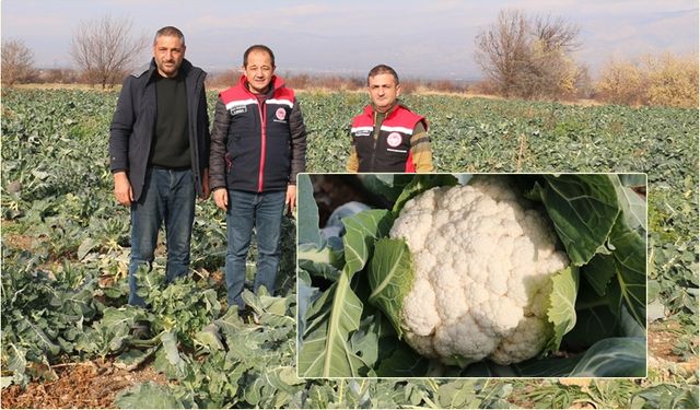 Erzincan’da Kış Ortasında Tarladan Hasat