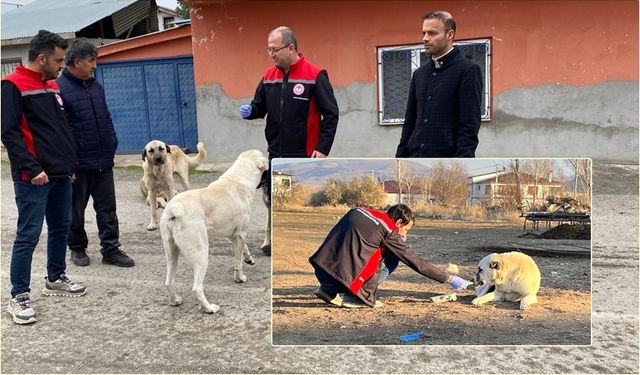 Erzincan’da Sokak Köpeklerine Kuduz Kalkanı
