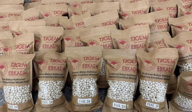 Erzincan’da Yerli Islah Ürünü Kuru Fasulye Satışa Sunuldu! Peki Kaç Lira?