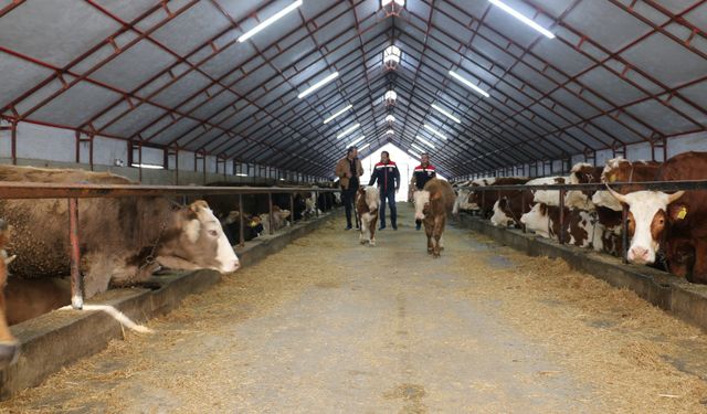 Hayvancılık Tesislerine Yerinde İnceleme