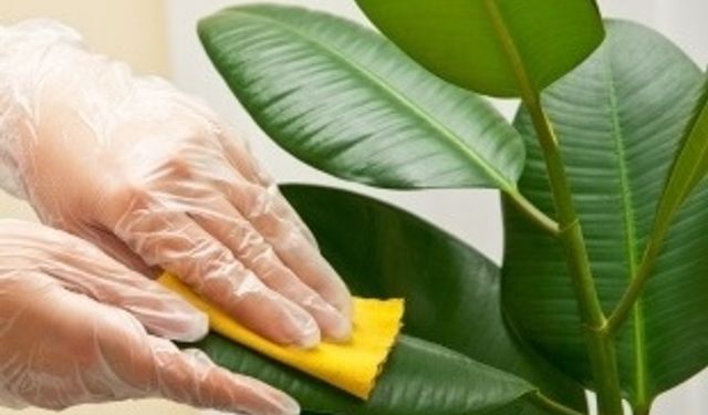 Kauçuk Çiçeği Bakımıyla İlgili Uzman İpuçları