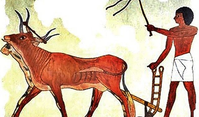 Nil Taşınca Tarih Yazıldı! Antik Mısırlı Çiftçiler Doğanın Döngüsünü Nasıl Yönetti?