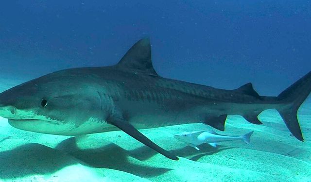 Bilimden Gelen Koruma: Robot Köpek Balıkları Su Altı Kablolarını Gözetliyor