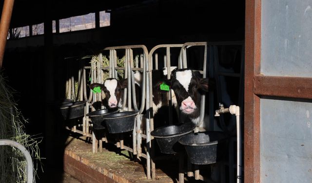 Vali Aydoğdu’dan Üzümlü’de TKDK Destekli Süt Tesisine Ziyaret