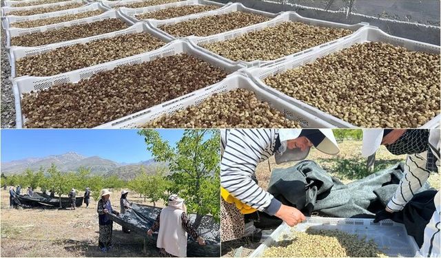 Erzincan’da %70 Hibeli Anahtar Teslim Dut Bahçeleri İçin Geri Sayım Başladı