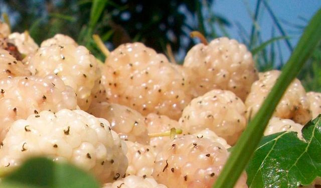 Erzincan’da Dutun 'Ümitvar' Geleceği