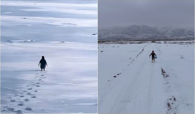 Erzincanlı Veterinerlerin “Nihilist Penguen” Göndermesi