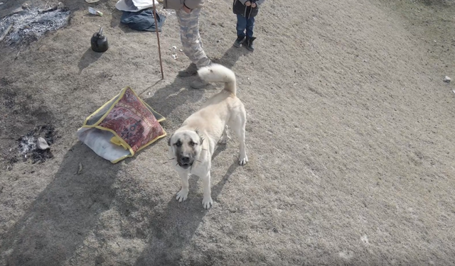 Erzincan’da Kangal’dan Havadan Gelen Tehdide Anında Müdahale (VİDEO)