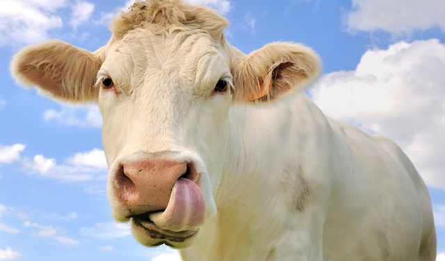 Kesime Giden Yol Etin Kaderini Belirliyor! Bu Yolculuk Eti Sessizce Bozuyor?