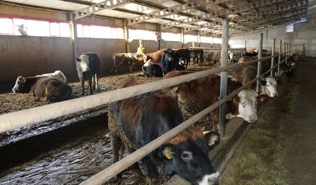 Modern Hayvancılık Erzincan’ın Gücünü Artırıyor