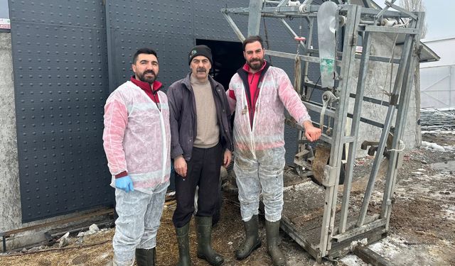 Üzümlü Köylerinde Büyükbaşlara Sağlık Mesaisi