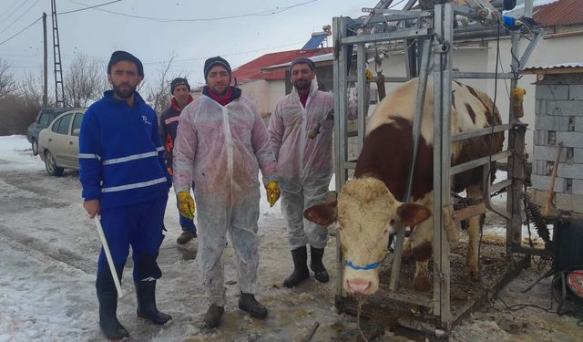Mercan’da Üreticiye Destek: Büyükbaş Hayvanlara Tırnak Bakımı Yapıldı