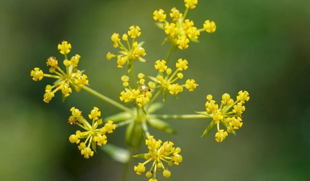 2050’ye Kadar Yok Olabilir mi? Erzincan’ın Nadir Bitkisi Bilimin Merceğinde