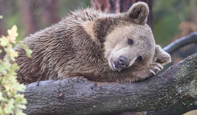 Ayıların Kış Uykusu Bilime Yol Gösteriyor