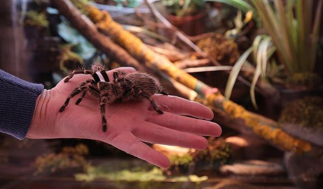 Böbrek Hasarına Karşı Tarantula Cubensis Sürprizi