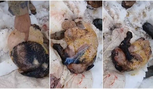 Kemah’ta Şaşırtan Doğum: Ölü Doğan Kuzu Görenleri Hayrete Düşürdü (VİDEO)