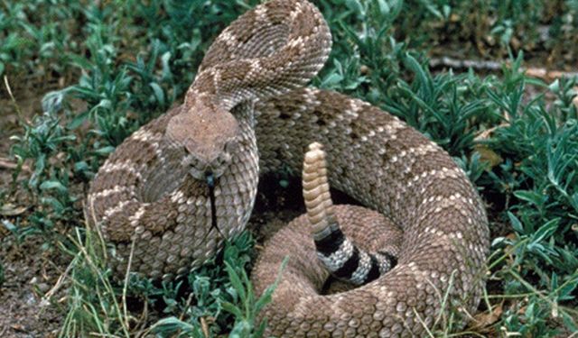 BİLİM VE TEKNOLOJİ