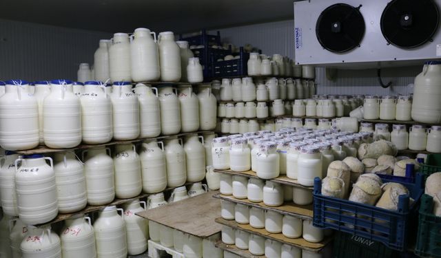 Erzincan Tulum Peyniri’nin İzinde: Üretim Tesislerinde Denetim ve İnceleme