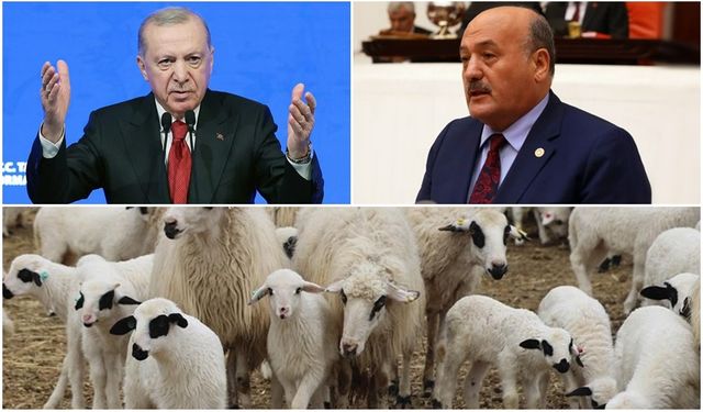 Karaman’dan Küçükbaş Müjdesi