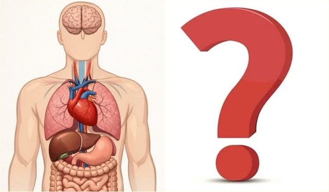 Vücudunuz Sessizce Uyarıyor: Hangi Organ Neye Tepki Veriyor?