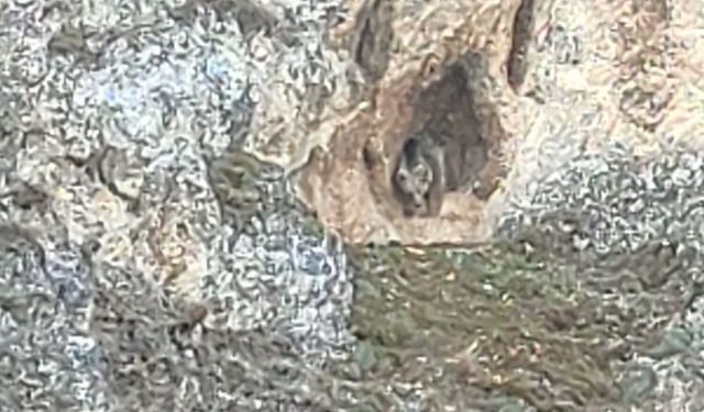 Refahiye'de Kış Uykusundan uyanan ayı vatandaşlarca görütülendi (video)