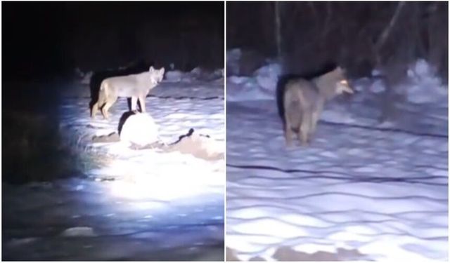 Aç Kalan Kurt Yerleşim Alanına İndi (VİDEO)