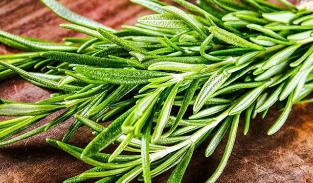 Biberiye Kokusu Hafızayı Güçlendiriyor