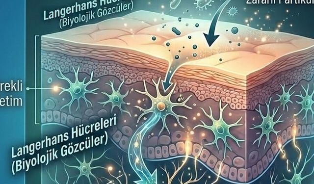 Biyolojik Radar: Epidermisin Görünmez Gözcüleri