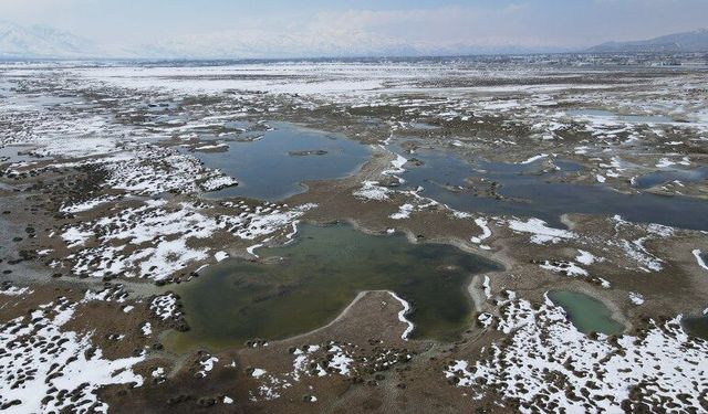 Kuşlar ve Şahinlerin  Yaşam Mücadelesi Drone Kamerasında (VİDEO)