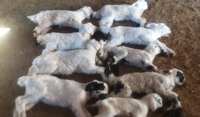 Erzincan’da Kuzu Ölümleri Sonrası Numuneler İncelemeye Gönderildi