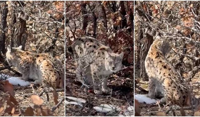 Kemah'ta Vaşak, Doğal Ve Sakin Davranışlarıyla Dikkat Çekti (VİDEO)