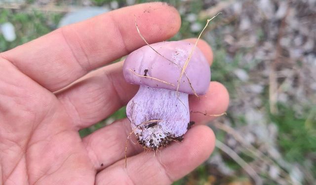 Erzincan'da Mantar Sezonu Başladı