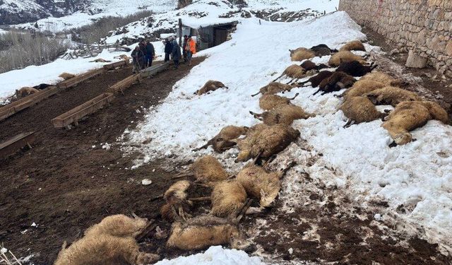 Kemah’ta Yem Zehirlenmesi Şüphesiyle 80 Koyun Telef Oldu (VİDEO)