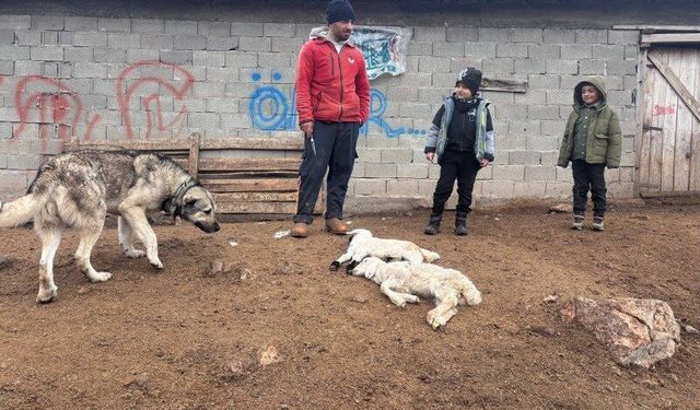 Erzincan'da Kuzu Ölümleri Endişe Yarattı: Üreticiler Yetkililerden Destek Bekliyor (VİDEO)