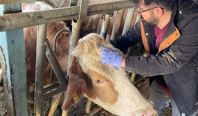 Kemaliye’de Şap Hastalığına Karşı NSP Sero-Surveyans Çalışması Başlatıldı