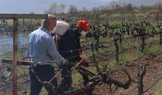Çiftçilere Önemli Uyarı: Bordo Bulamacı Uygulama Zamanı
