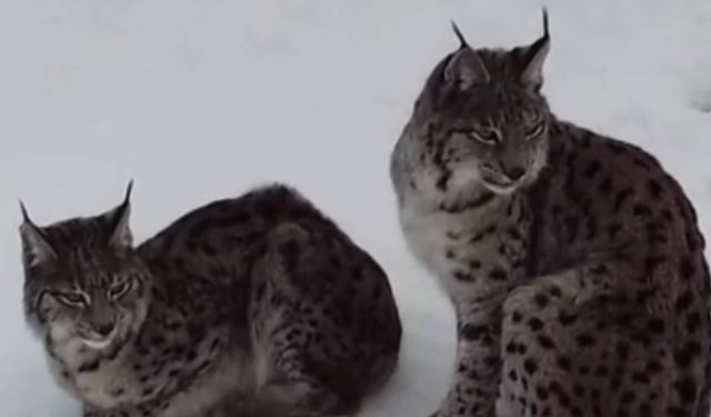 “Ormanın Hayaleti” Refahiye’de Görüntülendi (VİDEO)