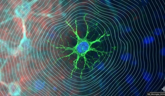 5G Hücrelerimizi Nasıl Etkiliyor?