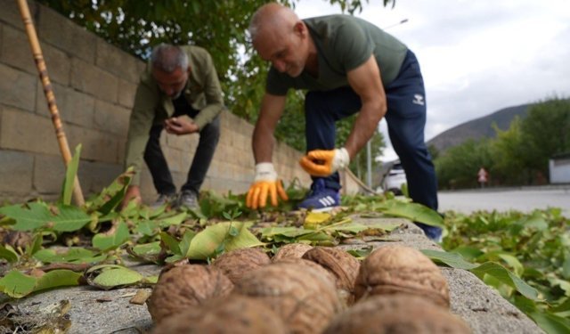 Erzincan’da Ceviz Üreticilerine Antraknoz Uyarısı