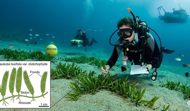 Denizlerin Yeni Gizemi! Yeni İstilacı Bir Tür Keşfedildi