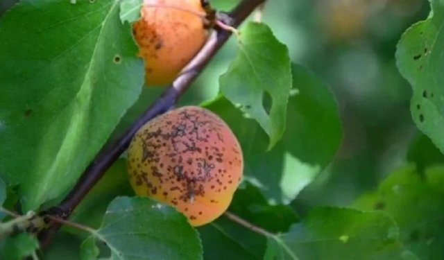 Erzincan’da Kayısı Üreticilerine Kritik Uyarı