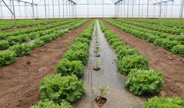 Erzincan’da Seracılıkta Çifte Üretim Modeli