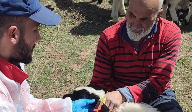 Kemah’ta hayvanlara sağlık taraması