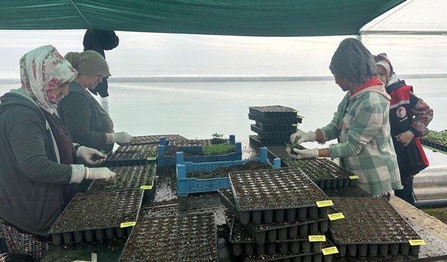 Erzincan’da Seralarda Fide Denetimi: Sağlıklı Üretim İçin Sıkı Kontrol