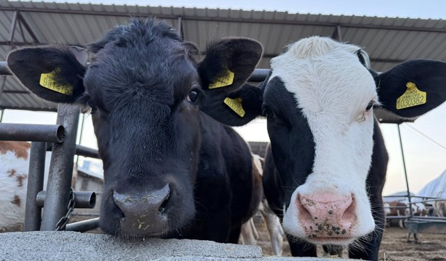 Erzincan’da Yetiştiricilere Suni Tohumlama Desteği